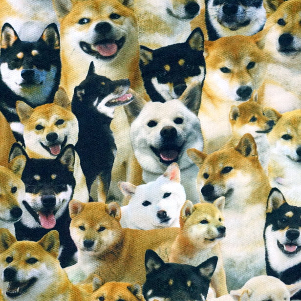 インクジェット プリント オックス 生地 Cats and Dogs 犬柄 猫柄 密集