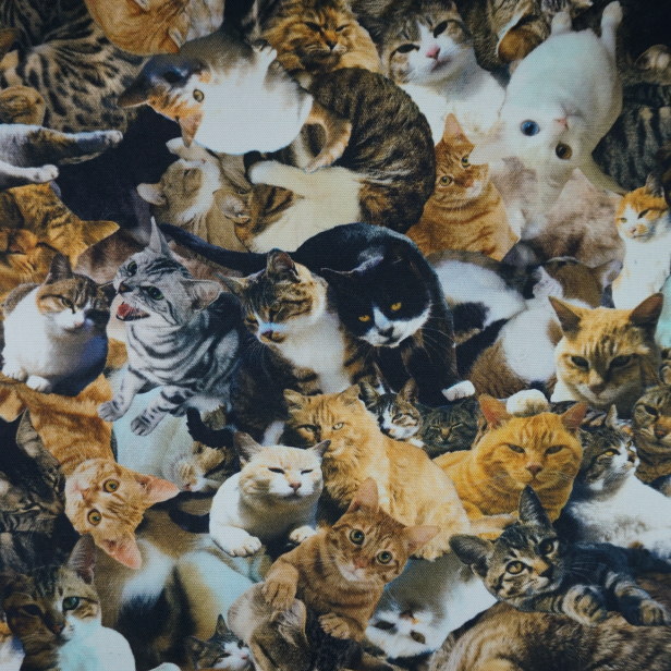 インクジェット プリント オックス 生地 Cats and Dogs 犬柄 猫柄 密集