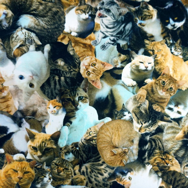 インクジェット プリント オックス 生地 Cats and Dogs 犬柄 猫柄 密集
