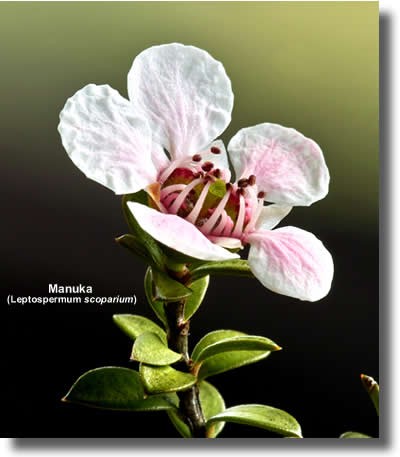 マヌカの花