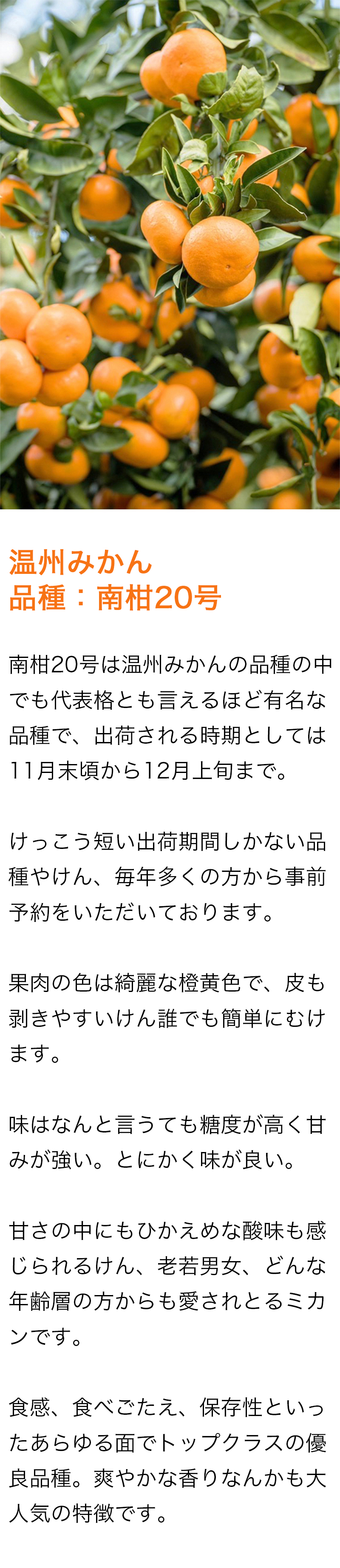 みかん 南柑20号 【20組様限定！早割10%割クーポン！】 【残14個
