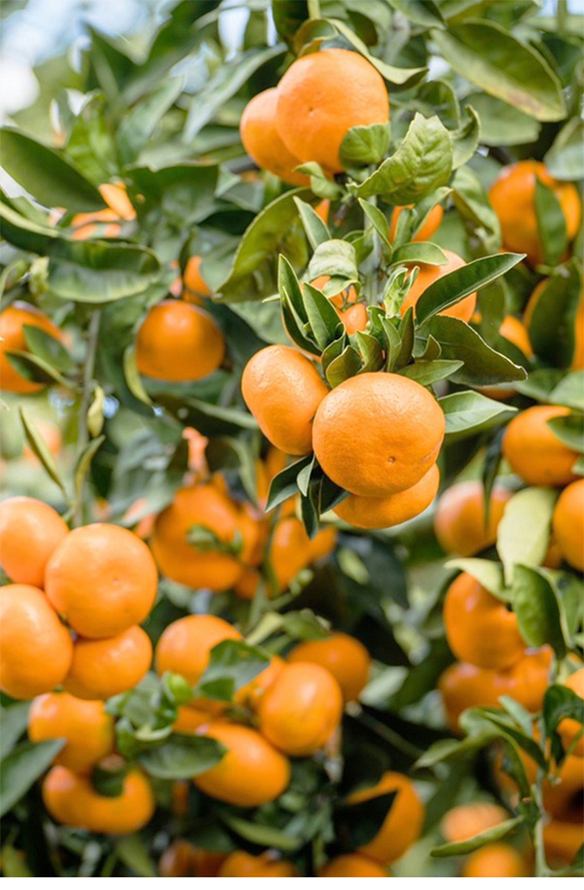 みかん 南柑20号 【20組様限定！早割10%割クーポン！】 【残14個