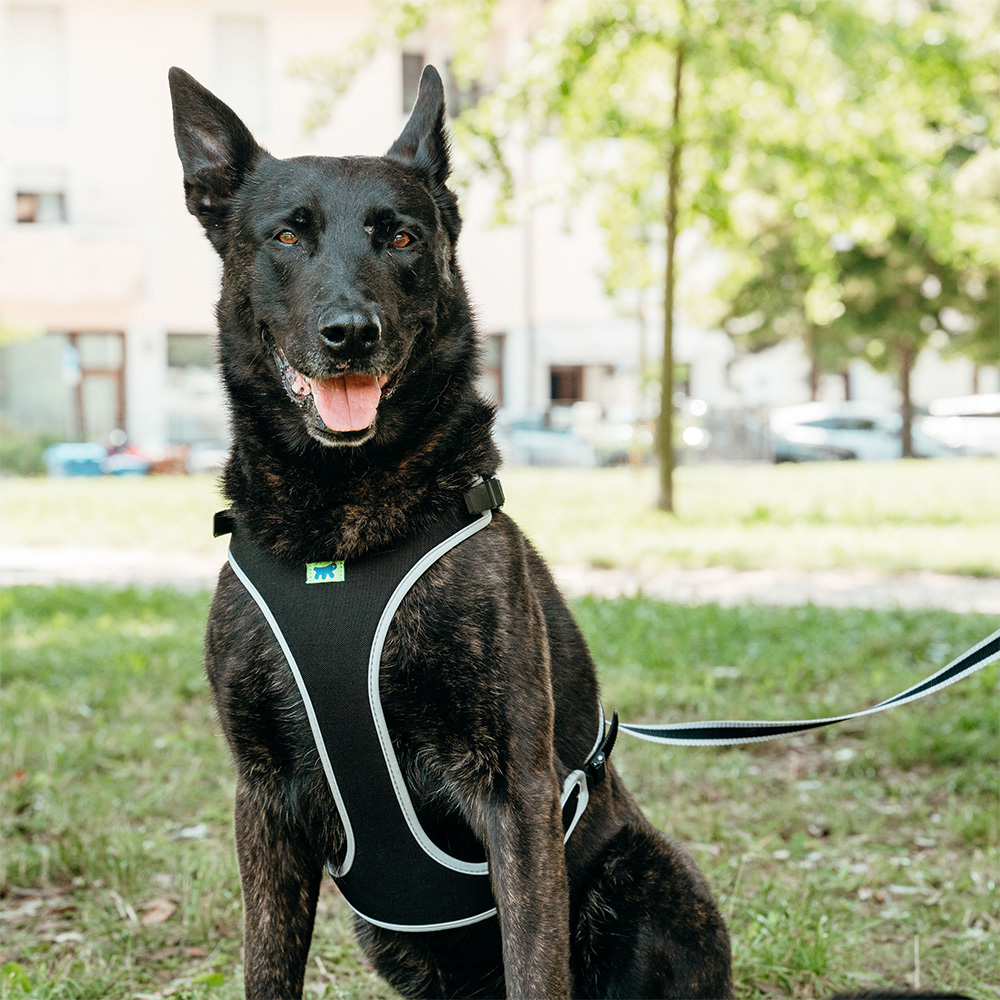 ferplast（ファープラスト） 犬 ハーネス エルゴ 【選べる5サイズ 3