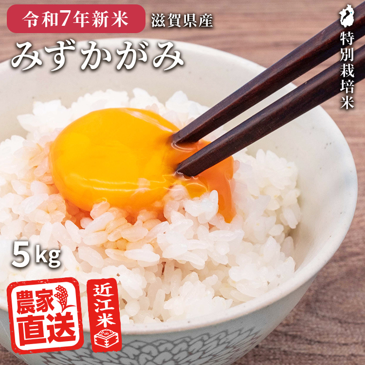 近江米 令和6年 新米 キヌヒカリ 発送前に精米 楽天市場】【予約販売】【2025年産新米】【9月中旬収穫予定