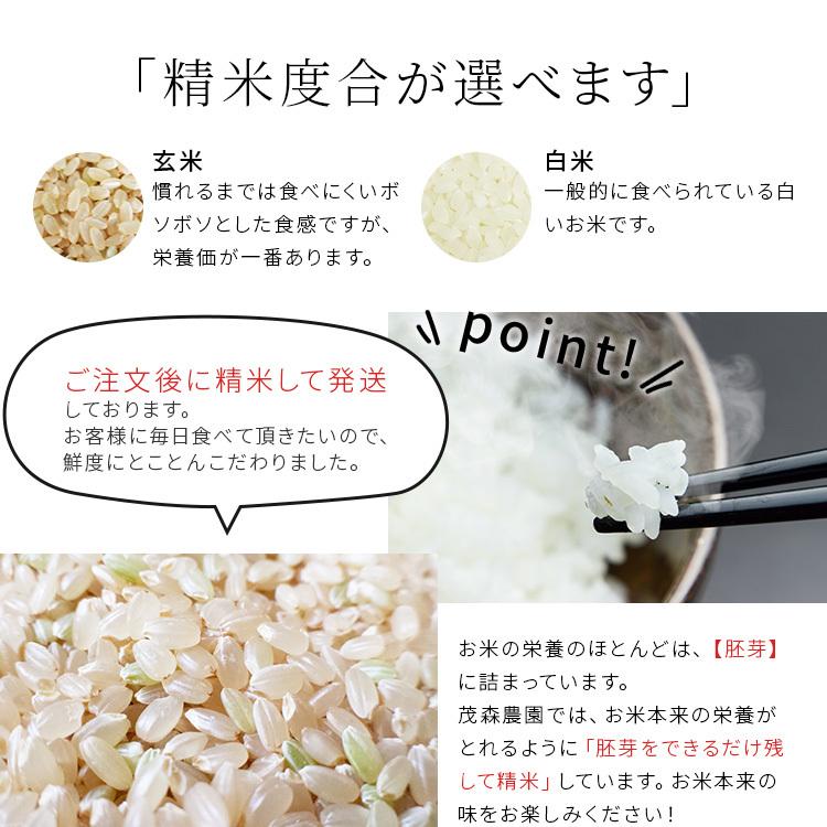 米 日本晴れ 10kg 令和5年 米 お米 玄米 白米 精米無料 農家直送 近江米 滋賀県産
