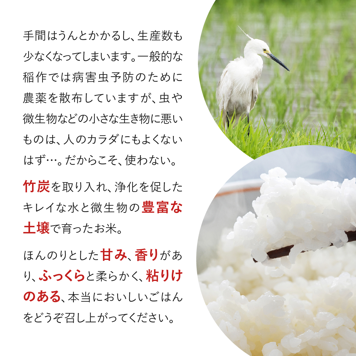無農薬 米 10kg 令和5年度産 コシヒカリ 出口崇仁農園 世界に一つだけ 