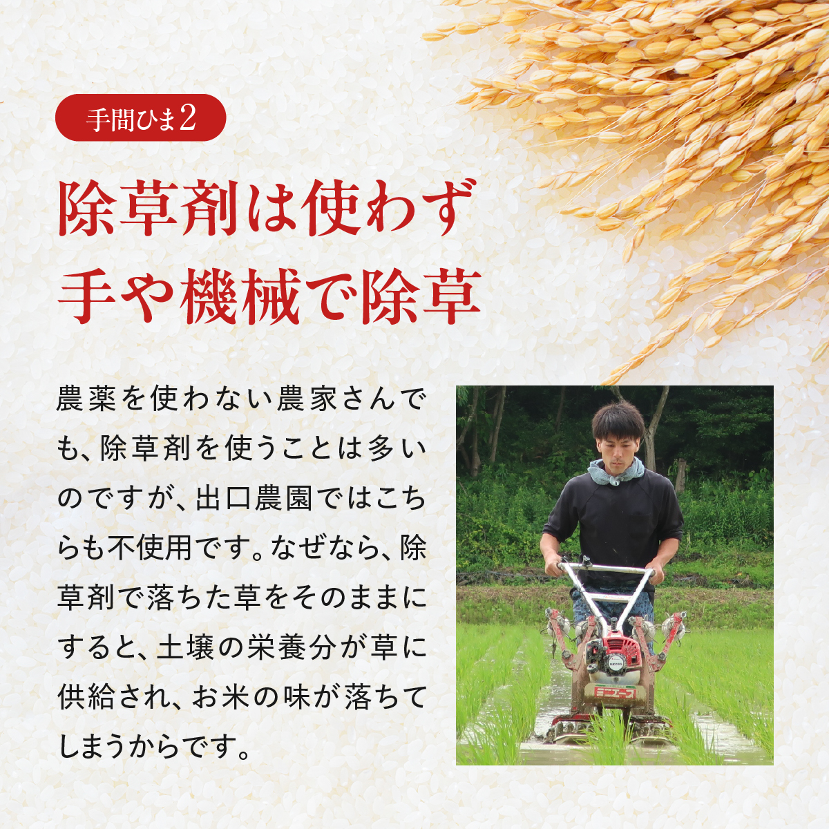 無農薬 米 10kg 令和5年度産 コシヒカリ 出口崇仁農園 世界に一つだけ