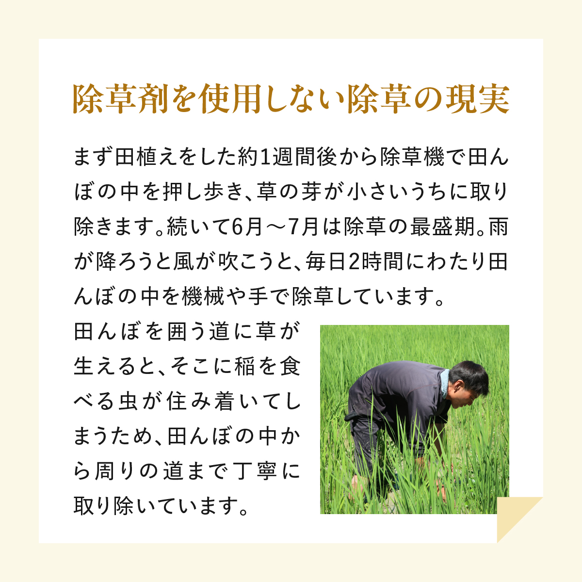 無農薬 米 10kg 令和5年度産 コシヒカリ 出口崇仁農園 世界に一つだけ