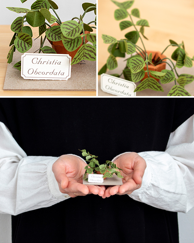 ペーパークラフト キット コウモリソウ ミニチュア 紙製 植物 紙風景 紙の風景 Christia Obcordata Jeantopia ジントピア