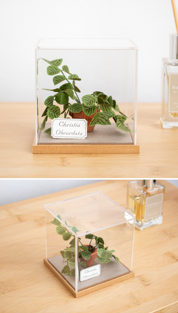 ペーパークラフト キット コウモリソウ ミニチュア 紙製 植物 紙風景 紙の風景 Christia Obcordata Jeantopia ジントピア