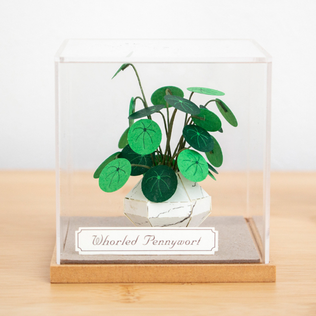 ペーパークラフト アクリルケース セット ウチワゼニクサ ミニチュア 紙製 植物 紙風景 紙の風景 Jeantopia ジントピア