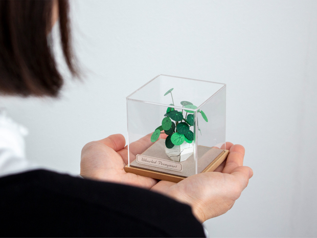 ペーパークラフト アクリルケース セット ウチワゼニクサ ミニチュア 紙製 植物 紙風景 紙の風景 Jeantopia ジントピア