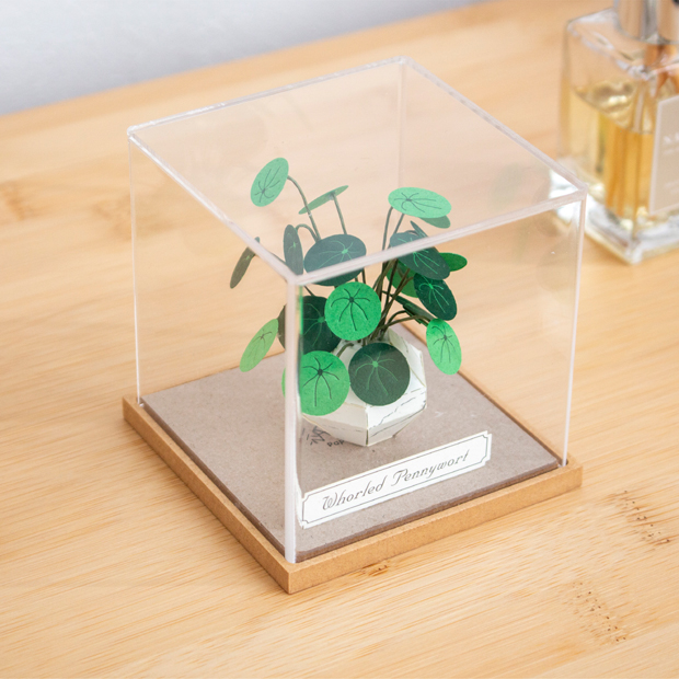 ペーパークラフト アクリルケース セット ウチワゼニクサ ミニチュア 紙製 植物 紙風景 紙の風景 Jeantopia ジントピア
