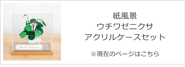 ウチワゼニクサ