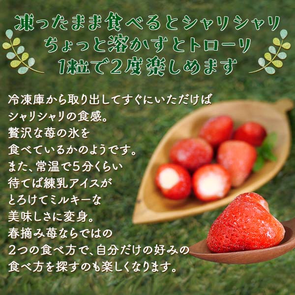 母の日 2026 アイス ギフト いちご プレゼント 誕生日 詰め合わせ 贈り物 スイーツ 春摘み苺 アイス 50粒 カゴ風袋 |  | 05