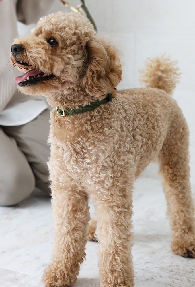 本日値下げ　新品　ホワイトゴールド　犬モチーフ南洋真珠タイタック　男女兼用 本日値下げ 新品 ホワイトゴールド 犬モチーフ南洋真珠