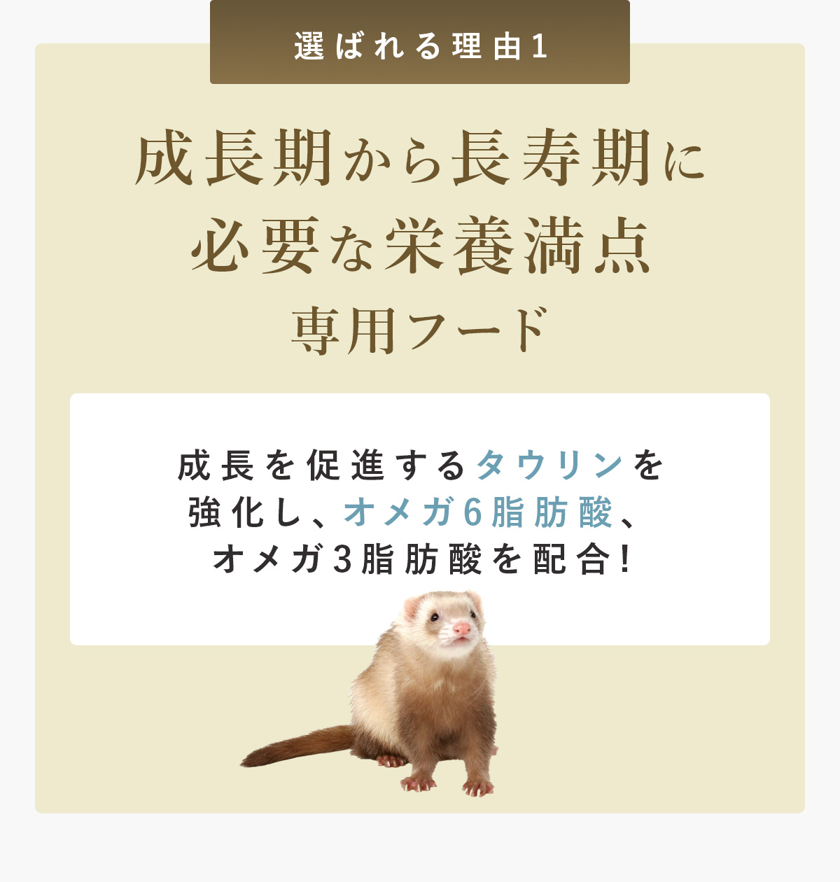 幼齢期から成長期に必要な栄養満点専用フード