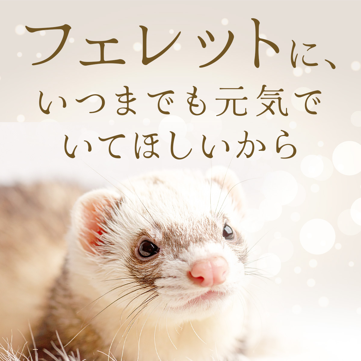 フェレットフードのおすすめ人気商品一覧 通販 - Yahoo!ショッピング