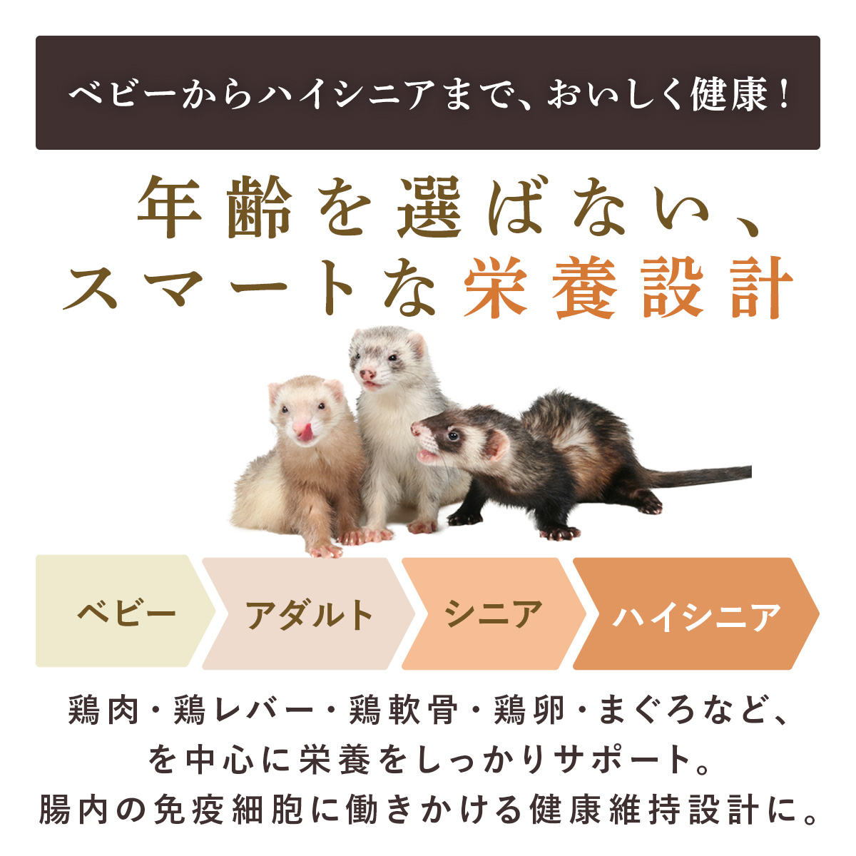 ヘルスチャージ 送料無料 フェレットフード ジャパンフェレミアム1.5kg