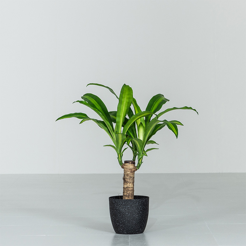 MINT マッサン 観葉 植物 本物 観葉植物 5号 高さ約45〜55cm ドラセナ