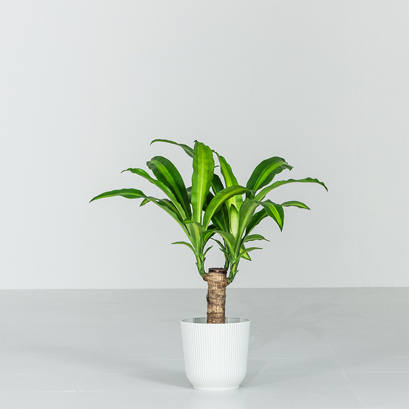 その他観葉植物 matchan MINT マッサン 観葉 植物 本物 観葉植物 5号 高さ約45〜55cm ドラセナ