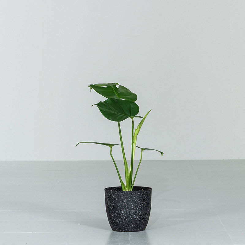 モンステラ 5.5号鉢　観葉植物 インテリアグリーン MINT（家具、インテリア） モンステラ 観葉植物 5号 高さ約40