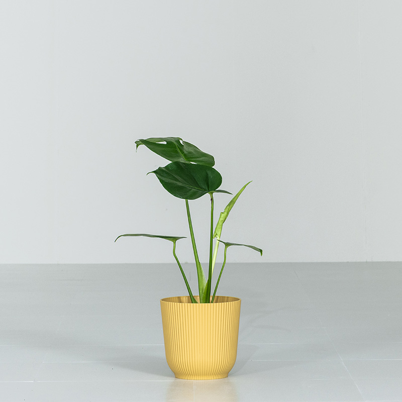 モンステラ 5.5号鉢　観葉植物 インテリアグリーン MINT（家具、インテリア） モンステラ 観葉植物 5号 高さ約40