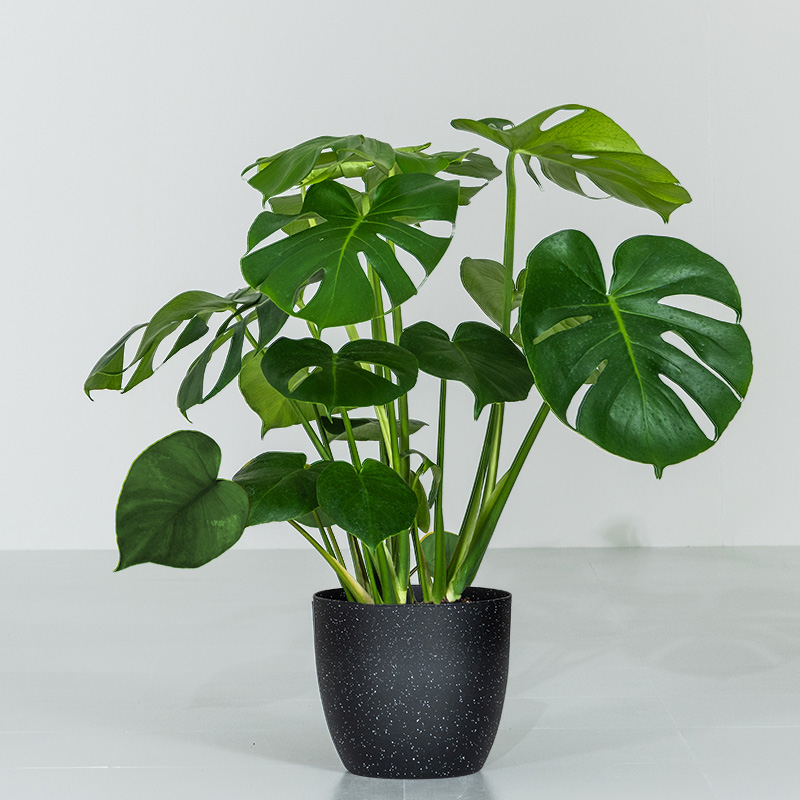 MINT モンステラ インテリア 観葉植物 7号 高さ約55〜75cm 鉢カバー
