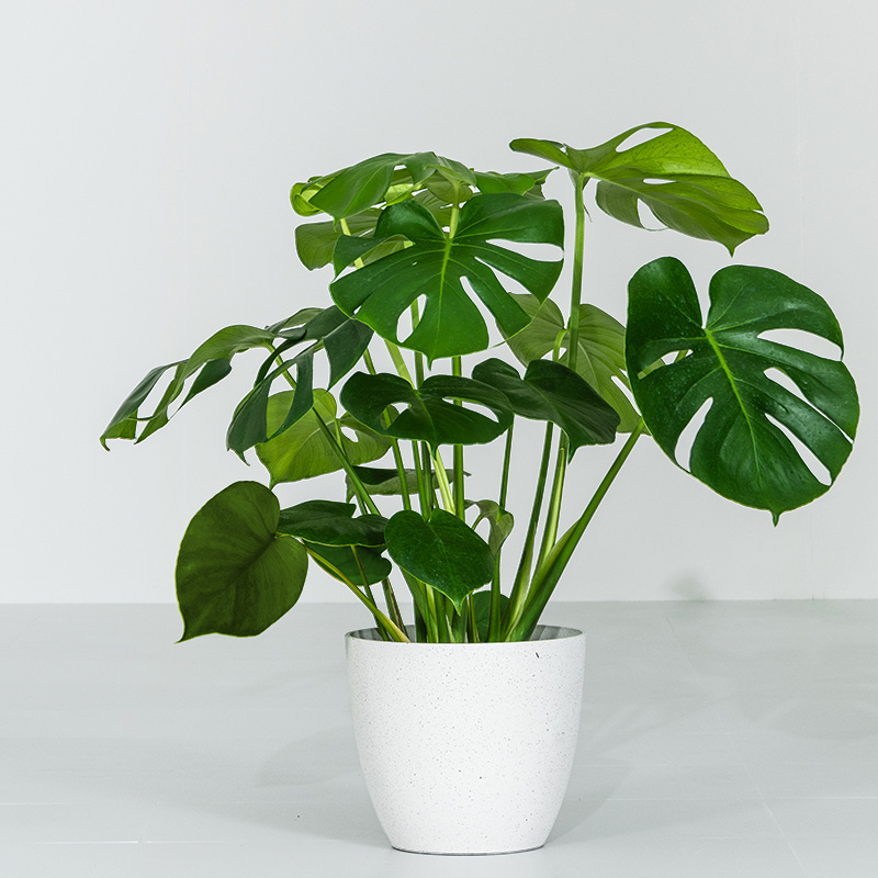 MINT モンステラ インテリア 観葉植物 7号 高さ約55〜75cm 鉢カバー