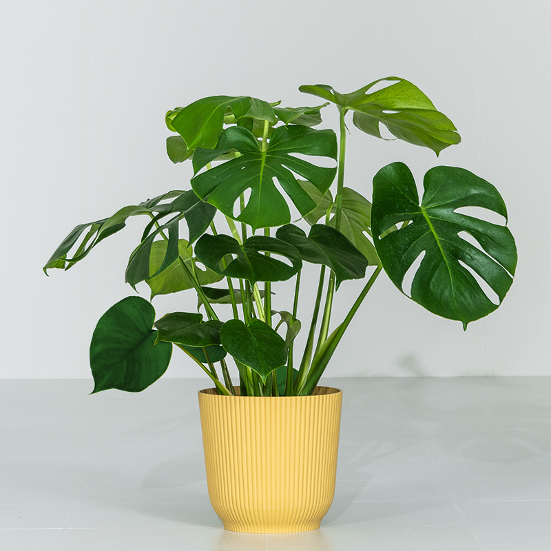 MINT モンステラ インテリア 観葉植物 7号 高さ約55〜75cm 鉢カバー