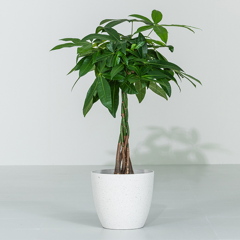 【コメント】観葉植物 MINT パキラ インテリア 観葉植物 7号 高さ約55〜75cm 鉢カバー付き