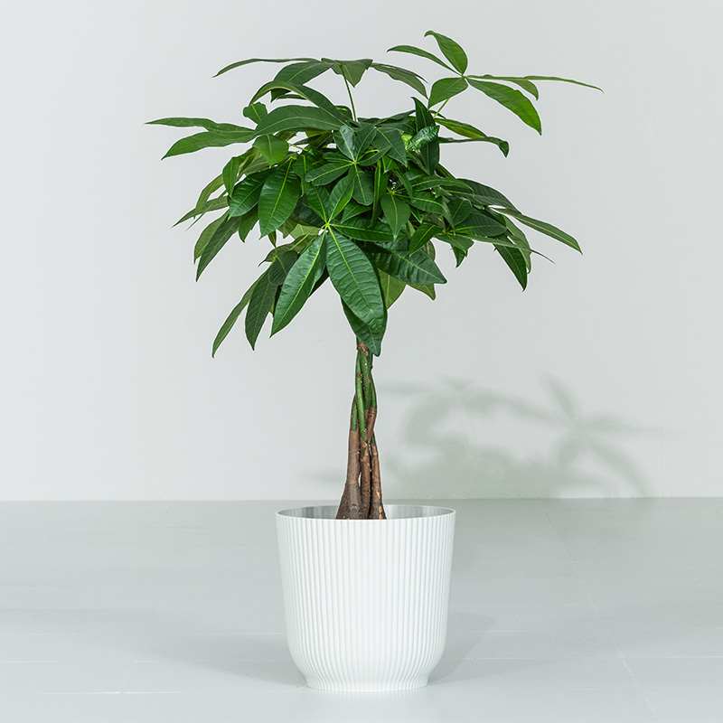 MINT パキラ インテリア 観葉植物 7号 高さ約55〜75cm 鉢カバー付き