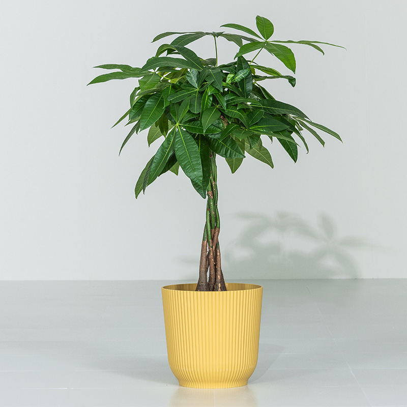 MINT パキラ インテリア 観葉植物 7号 高さ約55〜75cm 鉢カバー付き