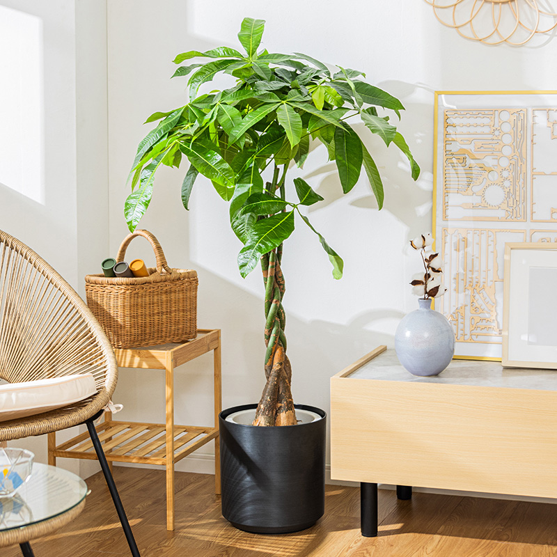 MINT パキラ 観葉植物 8号 鉢カバー付き 高さ約100〜120cm 鉢 植物