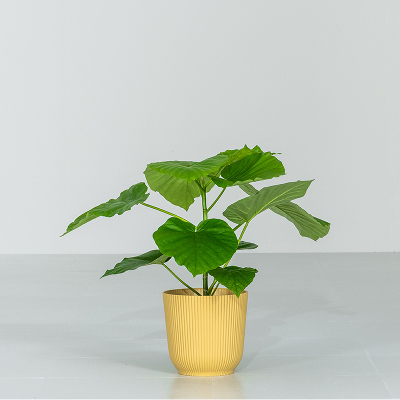 ウンベラータの鉢植え フィカス・ウンベラータ 8号鉢 観葉植物と植木鉢の専門店cocolate