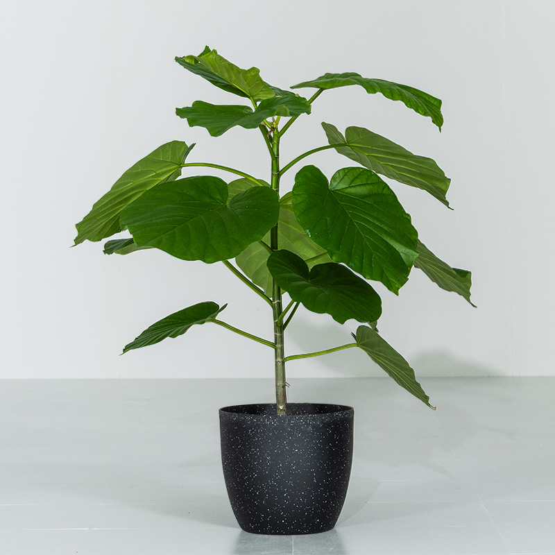 人工観葉植物 ウンベラータ MINT ウンベラータ 室内観葉植物 7号 高さ約70〜90cm 鉢カバー付き