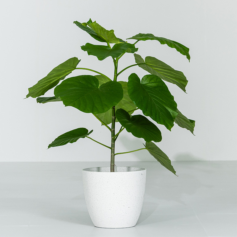 観葉植物（観葉植物種類：ウンベラータ）｜花、ガーデニング おすすめ