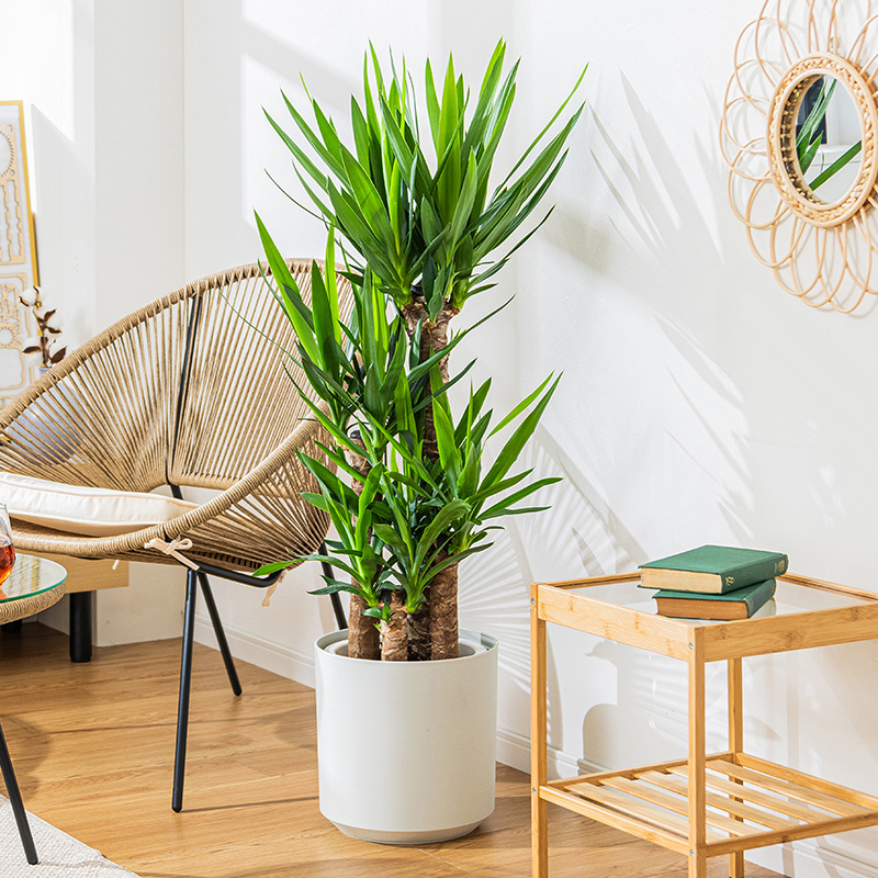 ユッカ（観葉植物） | 花、ガーデニング のおすすめ人気商品一覧 通販