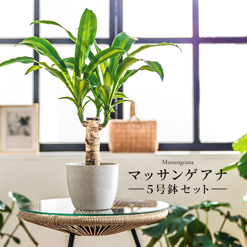 MINT マッサン 観葉 植物 本物 観葉植物 5号 高さ約45〜55cm ドラセナ