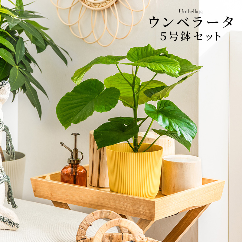 MINT ウンベラータ 室内観葉植物 5号 高さ約40〜60cm 鉢カバー付き
