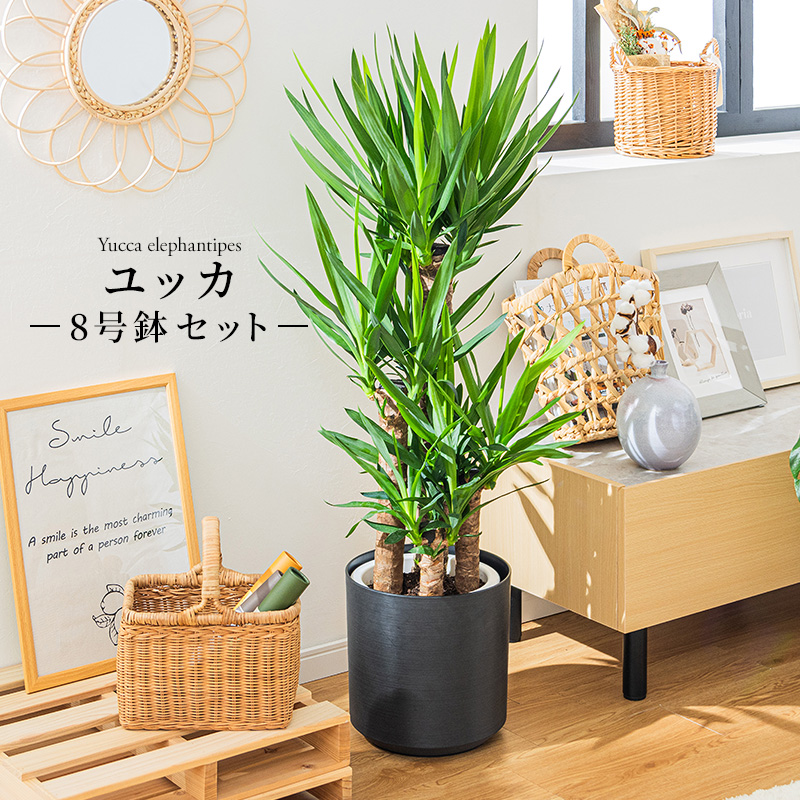 MINT ユッカ 青年の木 観葉植物 8号 鉢カバー付き 高さ約110〜130cm 鉢