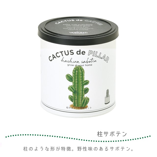 栽培セット サボテン 聖新陶芸 カクタスdeカクタス GD-930 : おしゃれ