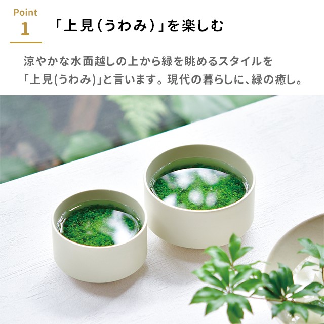 栽培キット 栽培セット 水草碗 M GD-987 : おしゃれ雑貨店 Fine