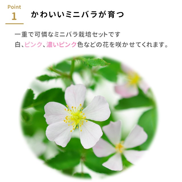 栽培キット 栽培セット 聖新陶芸 ひとえの可憐な花咲くミニバラ栽培