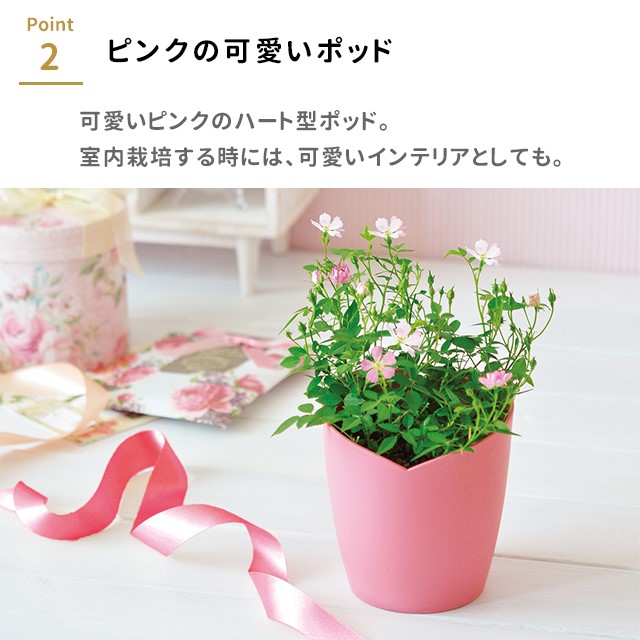 栽培キット 栽培セット 聖新陶芸 ひとえの可憐な花咲くミニバラ栽培
