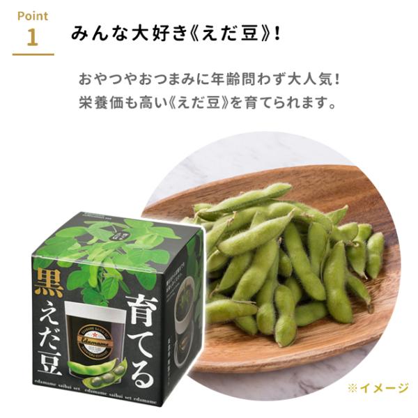 栽培キット 栽培セット 聖新陶芸 育てる黒えだ豆 GD-995