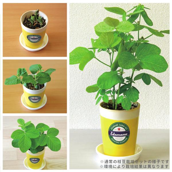 栽培キット 栽培セット 聖新陶芸 育てる黒えだ豆 GD-995