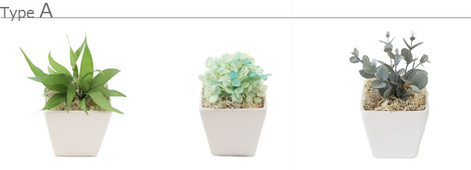 プリザーブドグリーン/誕生日プレゼント女性枯れない観葉植物造花ミニお返し