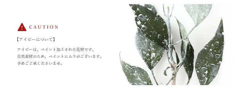 注意事項 アイビーについて