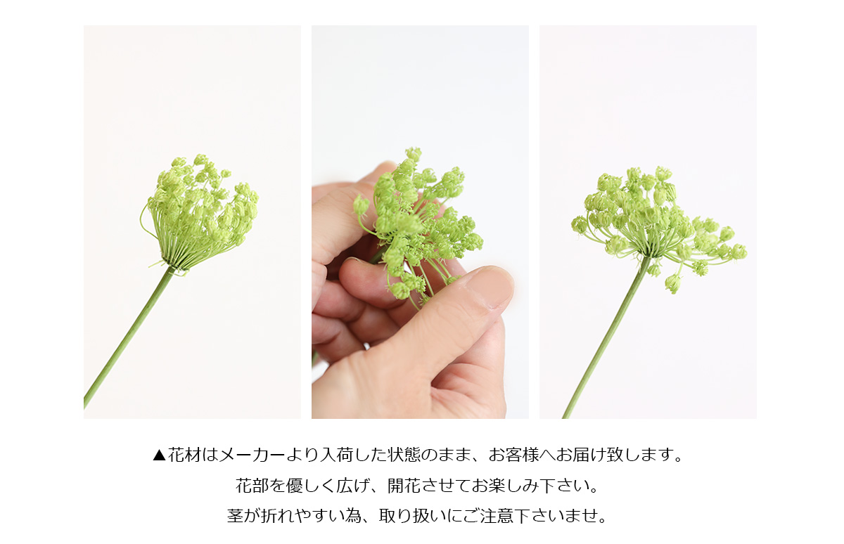 グリーンミスト ライムグリーン プリザーブドフ...の詳細画像5